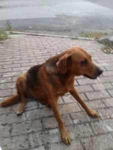 cane_raffy_campoloniano5