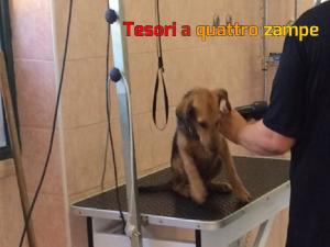 cane_romeo2