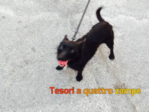 cane_shila