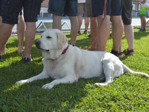 cane_volo_a_vela_cane_svizzera
