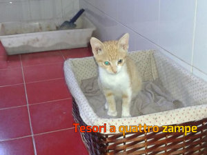gatto_acido_coda2