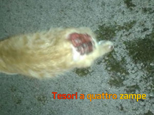 gatto_acido_passo_corese