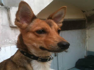 cane_angelica_marrone_chiaro