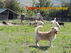 cane_boss_adf