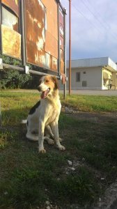 cane_cagnolina_chiazzataneroemarrone_rieti_via_scienze