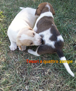 cane_cani_cuccioli_orte2_alessandra_ceccarelli
