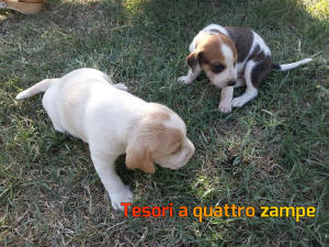 cane_cani_cuccioli_orte3_alessandra_ceccarelli