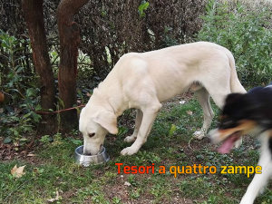 cane_chiaro__rotatoria_ricci_rita_faggiani