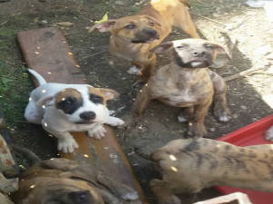 cane_cuccioli_bulldog2_tamara_nobili