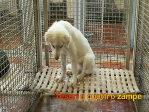 cane_cucicolo_bianco_canile_sanitario2_adf