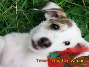 cane_federica_via_lontano3