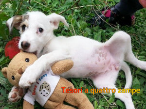 cane_federica_via_lontano4
