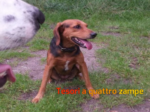 cane_guendalina5_vdr