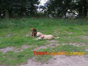 cane_guendalina6_vdr