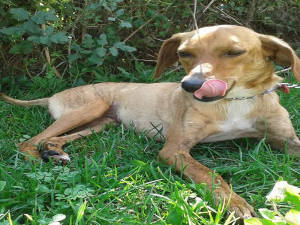 cane_love_labro2_adf