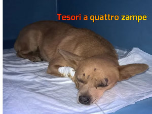 cane_luce