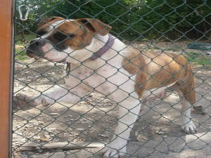 cane_mamma_bulldog_tamara_nobili