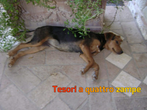 cane_manà2_adf