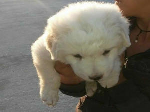 cane_palla_peli_bianco2_adf