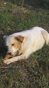 cane_rieti_crema_via_scienze