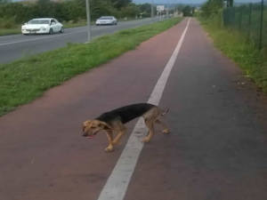 cane_stadio_raul_guidobaldi2