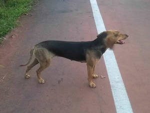 cane_stadio_raul_guidobaldi3