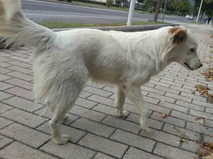 cane_via_delle_scienze_mary_vu2