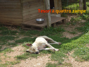 rifugio_amici_di_fiocco11