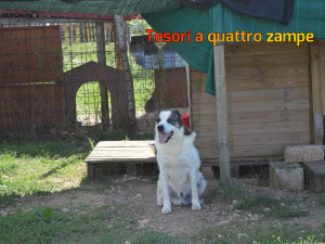 rifugio_amici_di_fiocco_24