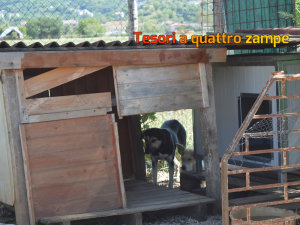 rifugio_amici_di_fiocco_25