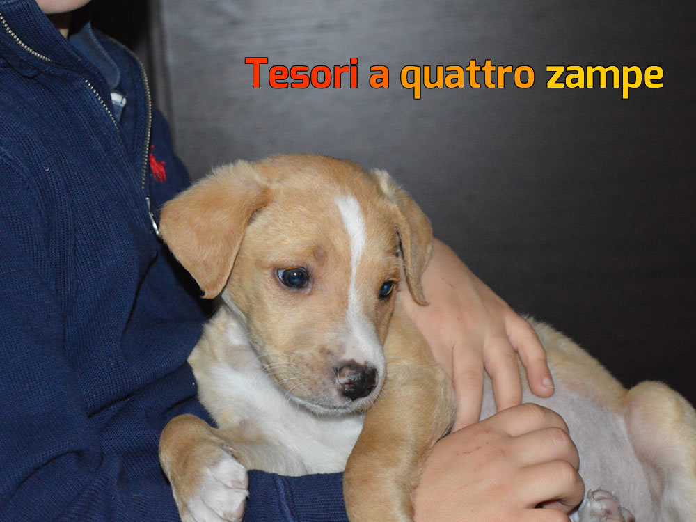 aperitivo_beneficenza_amici_di_fiocco12_2015