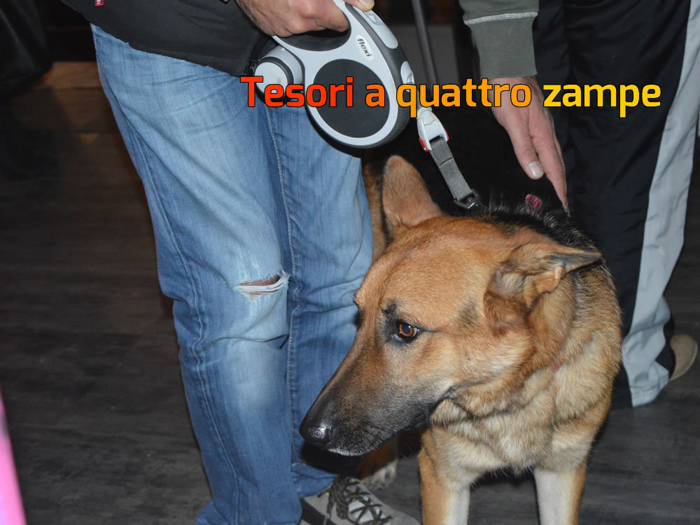 aperitivo_beneficenza_amici_di_fiocco13_2015