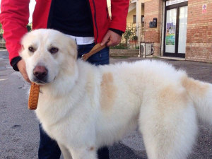 cane_argo2_amici_inseparabili_toelettature_bagnetto
