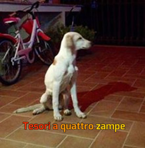cane_bianco_giada_balzerani2