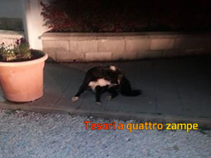 cane_bianconero_sandra_solis2