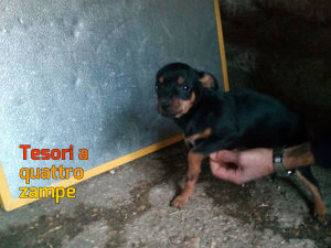 cane_cagnolina_siria_abbandonata_mtr