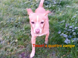 cane_campoloniano_monica_festuccia2_adf