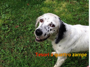 cane_case_san_benedetto2_elisa_renzi_