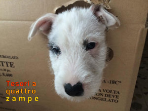 cane_contigliano2_marzia_mariantoni