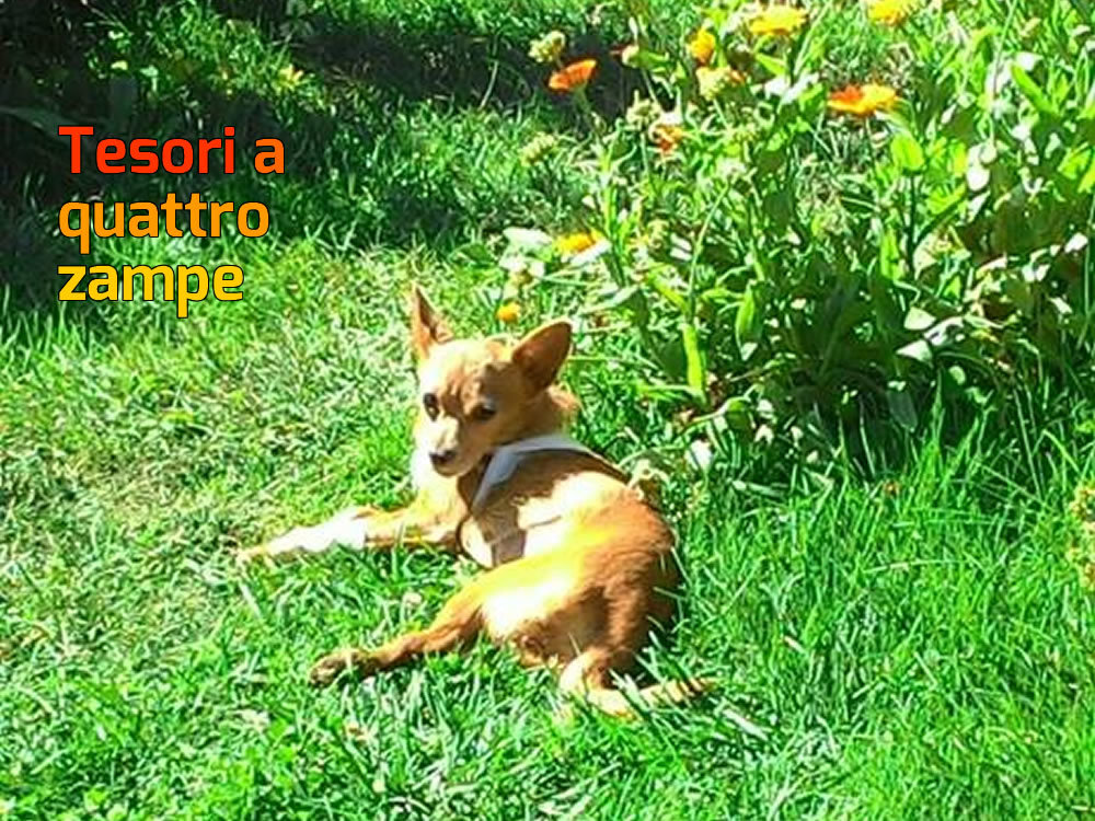 cane_luce5_anna_linda