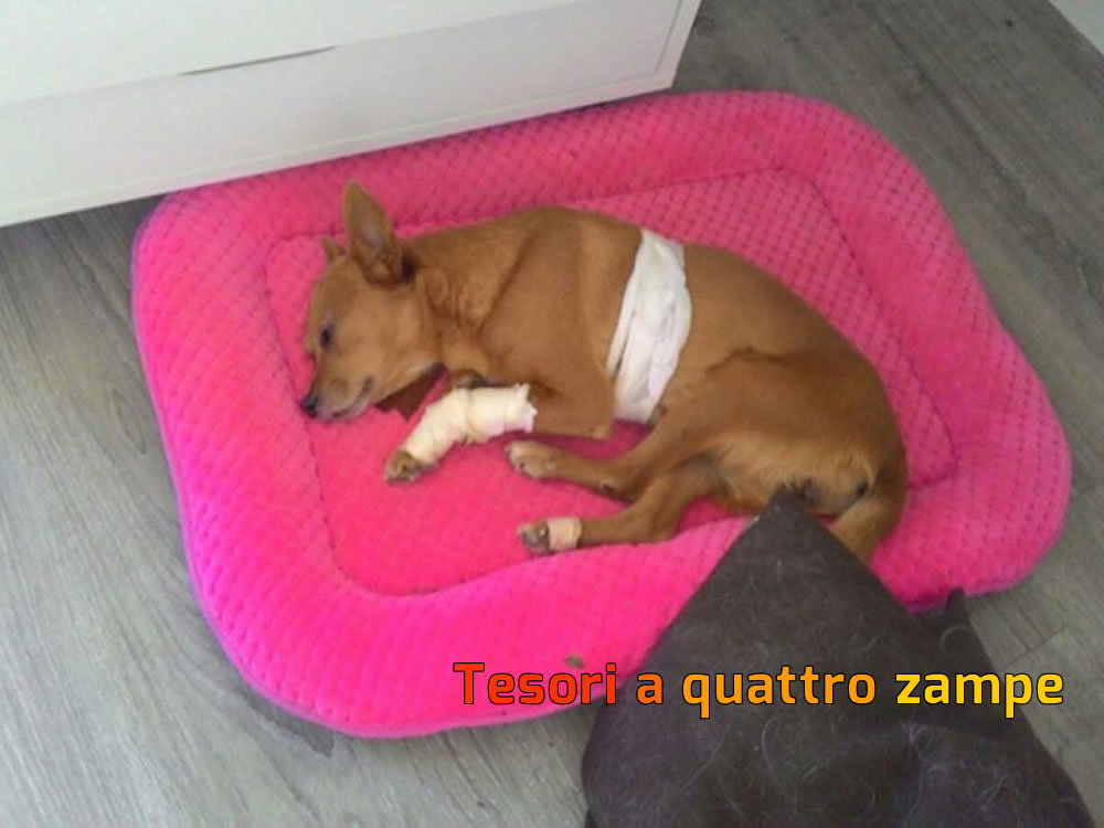 cane_luce_10