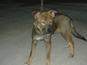 cane_marrone_case_san_benedetto_canile_sanitario_adf