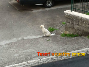 cane_molino_della_salce_vittorio_arfè2