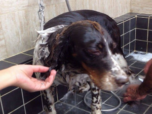 cane_molly_amici_inseparabili_toelettature_bagnetto
