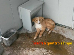 cane_orsetto_canile_sanitario2_adf