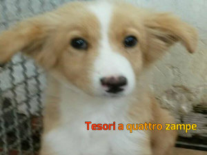 cane_orsetto_canile_sanitario3_adf