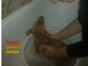 cane_panna2_kimba_adottata_mtr