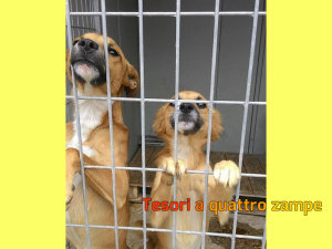 cane_splendori_canile_sanitario_adf