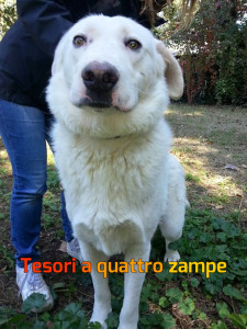 cane_tancredi_valentina_fiori2