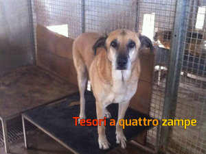 cane_ugo2_raffy